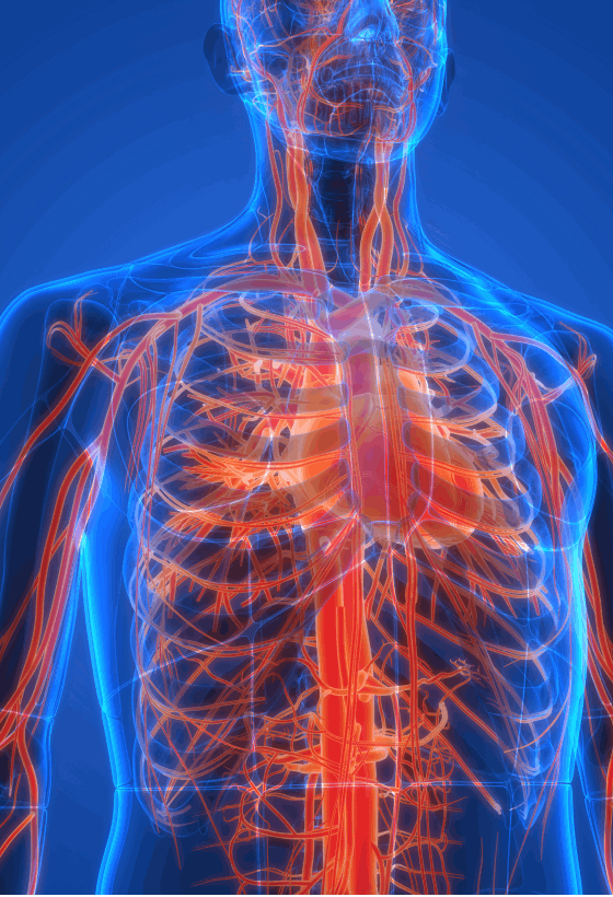 Cardiovascular